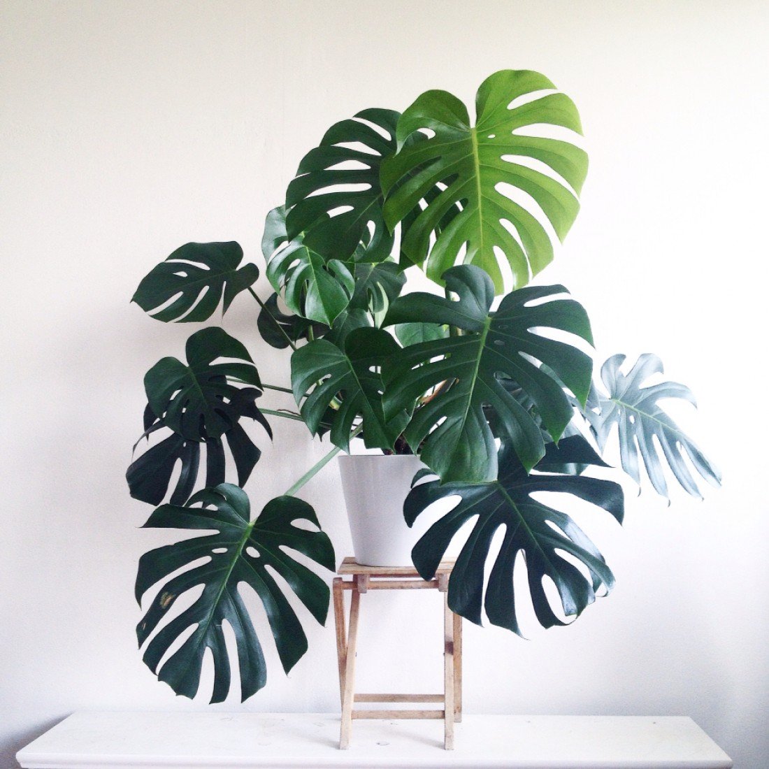 Summer Home Hack- The Houseplants That'll Change the Game_1