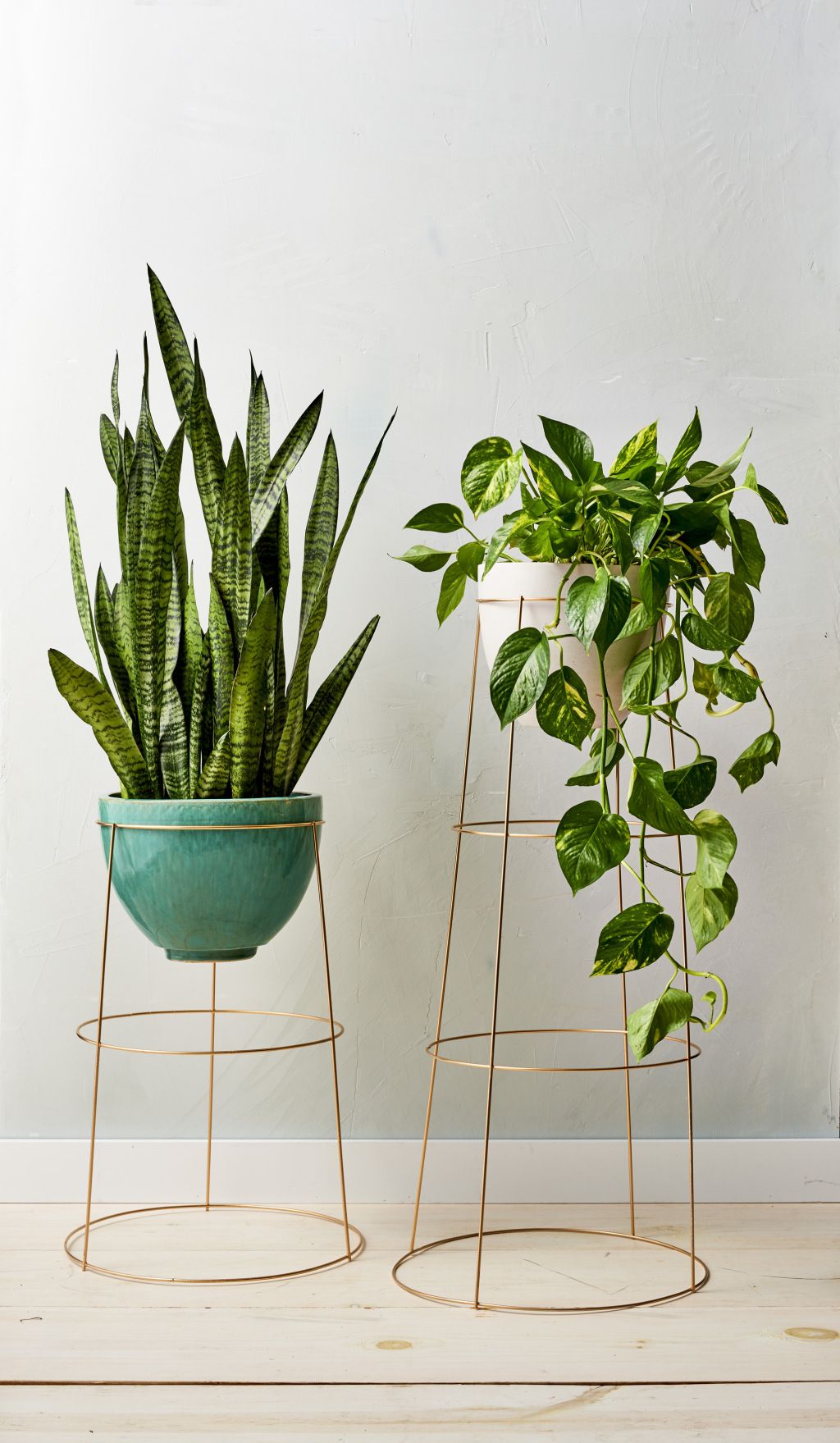 Summer Home Hack- The Houseplants That'll Change the Game_1
