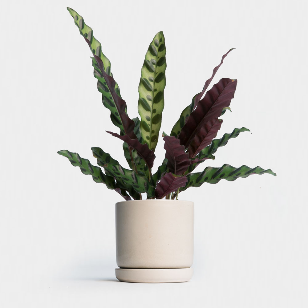 Summer Home Hack- The Houseplants That'll Change the Game_1