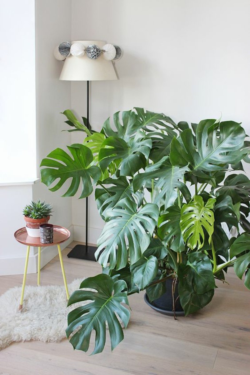 Microtrends: monstera in the interior microtrends Microtrends: monstera in the interior Microtrends monstera in the interior 2