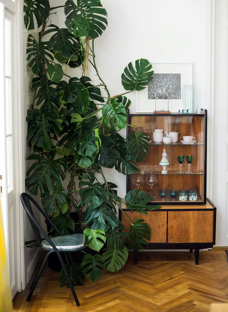 Microtrends: monstera in the interior microtrends Microtrends: monstera in the interior Microtrends monstera in the interior 4